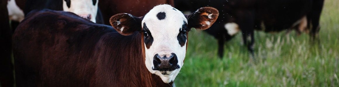 Hart-cow-milk price improvement