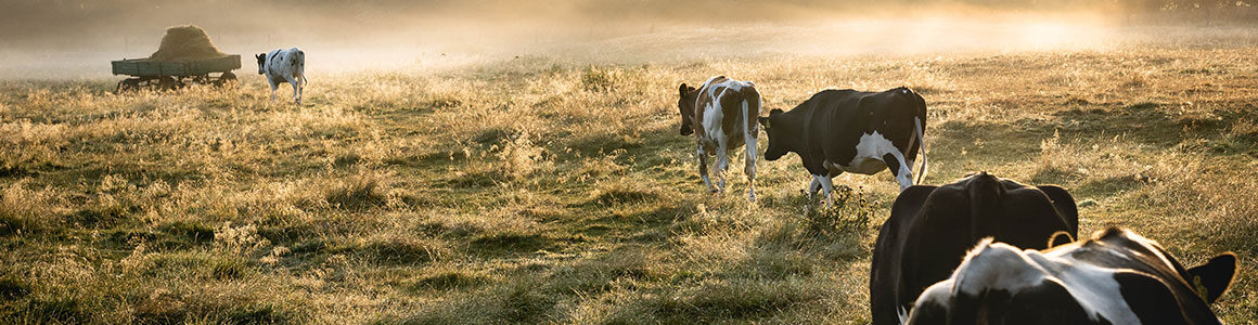 Dairy Cows in the pasture.