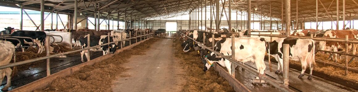 A farm of cows in stalls eating representing dairy businesses.