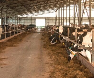 A farm of cows in stalls eating representing dairy businesses.
