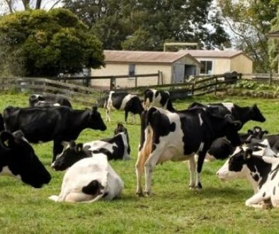 A group of black and white colored dairy cows living on a dairy farm.