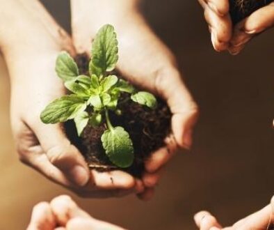 A group of hands holding soil and plants as they blossom in the sunlight.