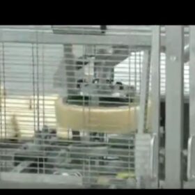 Automatic Wedges Cutter with Horizontal Cutting