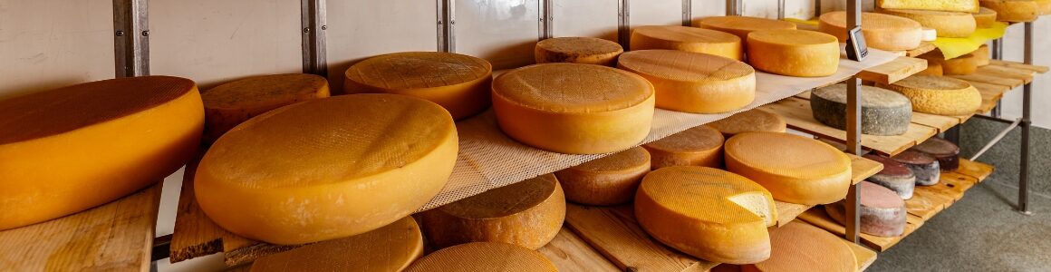 Cheddar cheese wheels on display.
