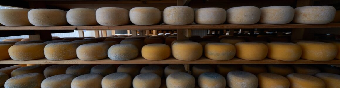 Wheels of cheddar cheese aging.