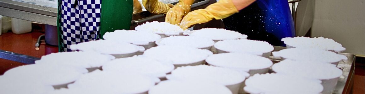 Cheesemaker packing and shaping fresh curd into cheese.