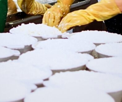 Cheesemaker packing and shaping fresh curd into cheese.