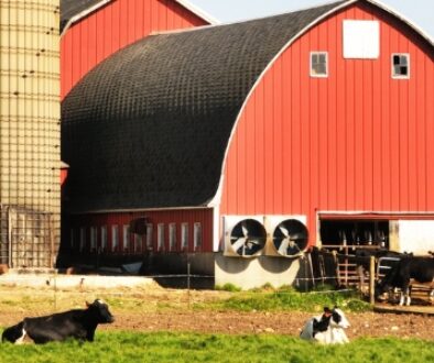 Cows in a pasture on a dairy farm in Wisconsin.