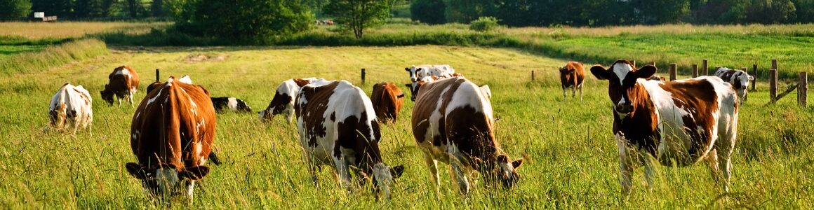 Cows roaming in a pasture.