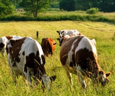 Cows roaming in a pasture.