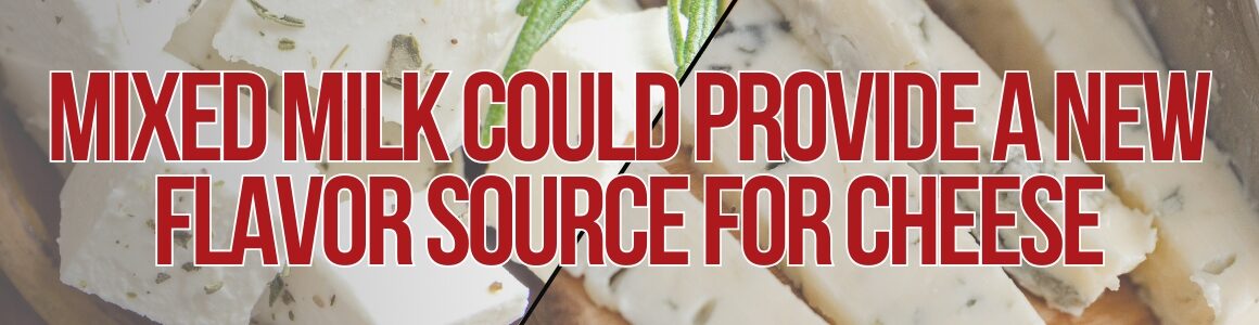 A header image showing close-up slices of mixed-milk cheeses with herbs, featuring the text “Mixed Milk Could Provide a New Flavor Source for Cheese.”