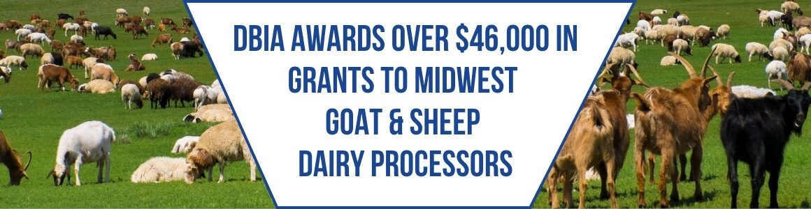 Sheep and goats grazing in a pasture with text announcing DBIA awards of more than $46,000 in grants to Midwest goat and sheep dairy processors.