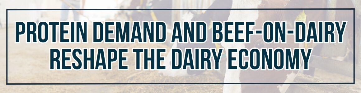 A graphic featuring dairy cattle in a barn with the headline “Protein Demand and Beef-On-Dairy Reshape the Dairy Economy."